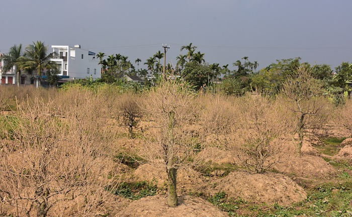 Hơn 1.000 gốc đào bị bụi làm đường phủ trắng: Chủ đơn vị thi công chỉ 'ủng hộ' 20 triệu đồng